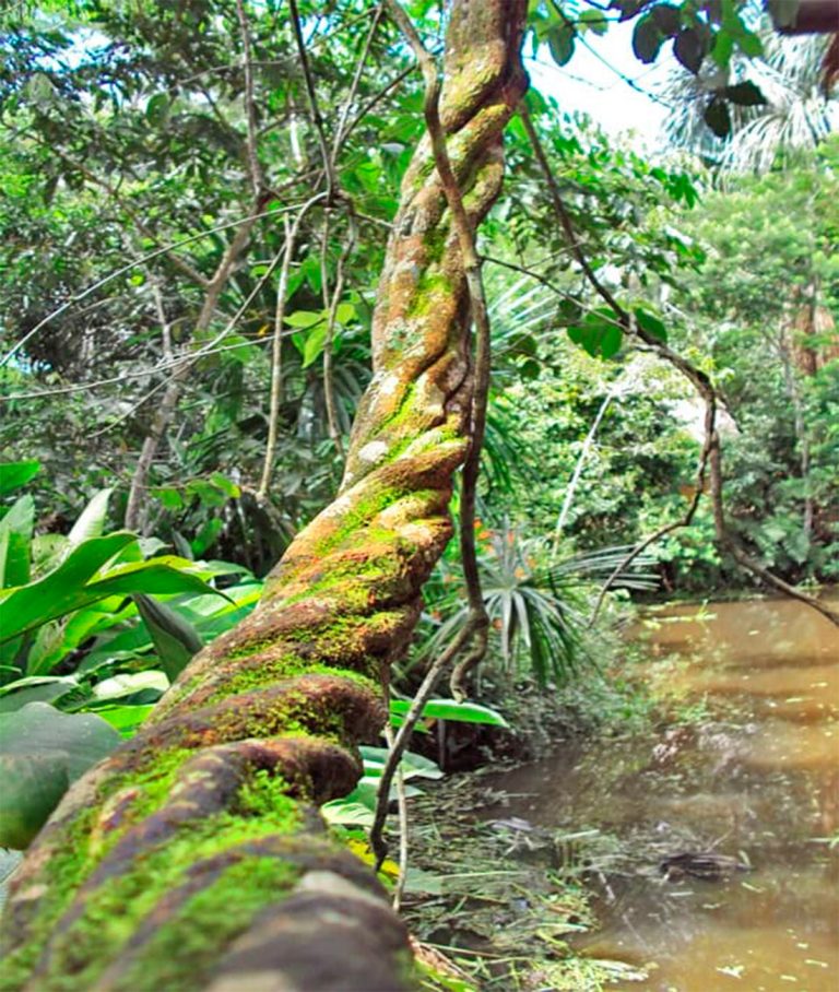 Cusco Retiro Ayahuasca